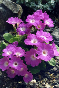 Primula allionii x 'Beatrice Wooster'